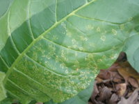 What plant disease is this 006.JPG What plant disease is this 006.JPG