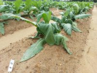 20130610_095236.jpg