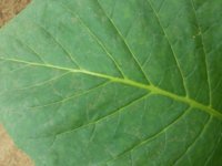 20130610_093759.jpg