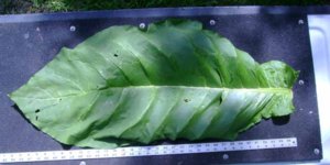 Southern Beauty L.jpg