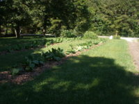 front yard 004.JPG