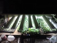 tobacco under lights.jpg