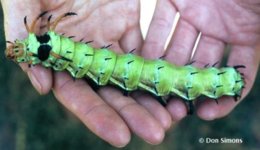 regal moth caterpillar.jpg