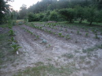 Garden 008.JPG