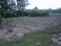Garden 009.JPG