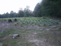 Garden 010.JPG