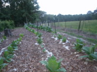 Garden 011.JPG