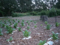 Garden 012.JPG