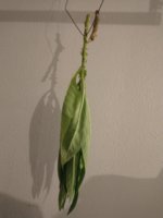 IMG_20201211_230303043.jpg