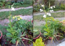 04. fiore bianco.jpg