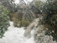 branches.jpg
