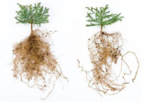roots1.jpg