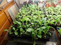 Tobacco 2021 - 12 5-5-21.jpg