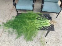 Fennel.jpg