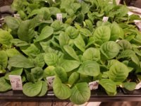 is it legal to grow tobacco in colorado Howdy from Colorado, USA | Fair Trade Tobacco