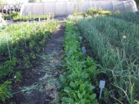 can you grow tobacco in colorado Howdy from Colorado, USA | Fair Trade Tobacco