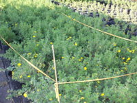 can you grow tobacco in colorado Howdy from Colorado, USA | Fair Trade Tobacco
