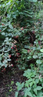 IMG_20210720_202049.jpg