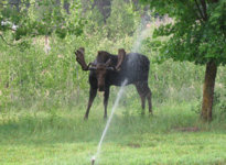 IMG_1769 copy.jpg