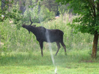 IMG_1767 copy.jpg