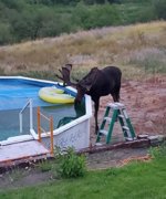 moose trough copy.jpg