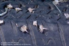 puncture vine.jpg