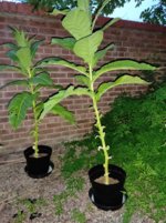 IMG_20210903_201724.jpg