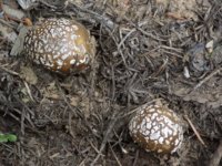 Mushrooms 5-27-16 no. 2.jpg