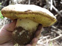 mushrroms 5-27-16 no. 1.jpg