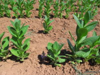 Orobanche ramosa (4).JPG