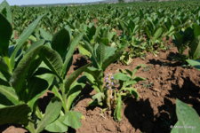 Orobanche ramosa (6).JPG
