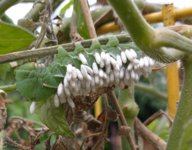 IMG_20211110_081901549~2.jpg