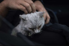 StrayCat_Magma_LaPalma.jpg