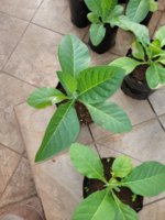 20220223_062127.jpg 20220223_062127.jpg