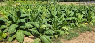 New Oklahoma tobacco grower: @OKgrower1990 | Fair Trade Tobacco