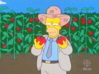 Tomacco.jpg