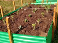 IMG_20220624_RaisedBed.jpg