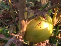 IMG_20220624_Bugs.jpg