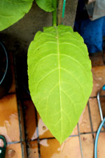 IMG_1041.jpg IMG_1041.jpg