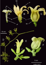 Papaya-fl-owers-with-one-petal-removed-to-show-internal-parts-a-c-and-infl.png