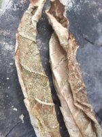 Tabák plíseň 1.jpg