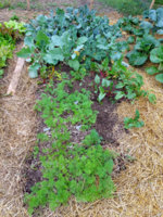 Kale01.jpg