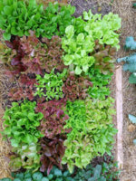 Lettuce-1.jpg
