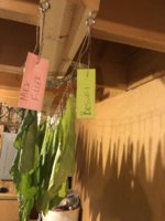 958AB074-485D-4CA3-B4EC-6BCF30D9D144.jpeg