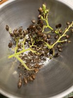Seed Pods.jpg