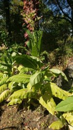 can you grow tobacco in iowa We Asked a Farmer if Growing Your Own Chop Chop Is Worth it First year grower from Iowa.
