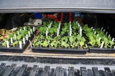 seed starts.jpg