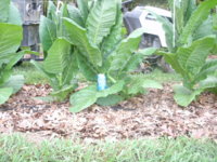 leaves 2 005.JPG