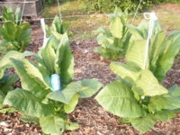 leaves 2 006.JPG