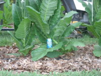 leaves 2 008.JPG